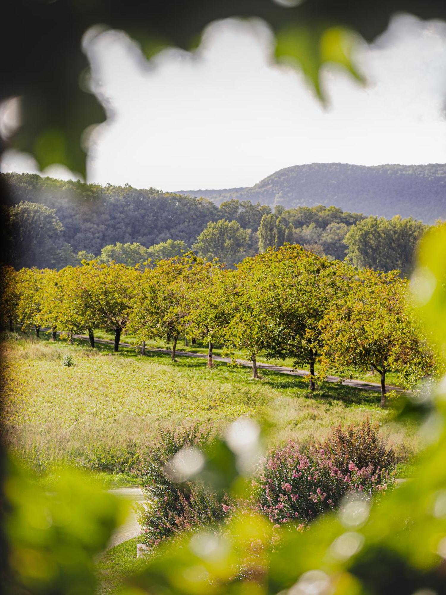 Chateau La Gineste - Castle And Vineyard Duravel Экстерьер фото